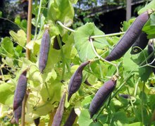 Siedlerverein Frankenburg setzt sich f&uuml;r die Sortenvielfalt ein am Montag, 18. Januar 2016
