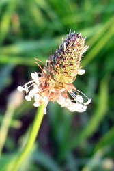 F&uuml;r fast alles ist ein Kraut gewachsen am Donnerstag,  7. April 2016