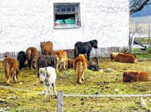 Importzeugnis f&uuml;r kranke Ponys fehlt am Mittwoch,  1. Dezember 2010