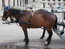 Von Auto gerammt: Kutscher auf Stra&szlig;e geschleudert, Pony get&ouml;tet am Montag, 28. November 2011