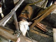 Tierrettung am Samstag, 14. Mai 2011