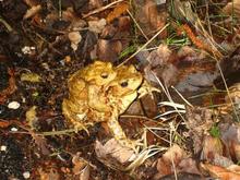 Lurche verschieben Hochzeitsreise am Donnerstag, 28. M&auml;rz 2013