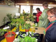 Blumen- und Pflanzentauschmarkt in Frankenburg am Donnerstag,  2. Mai 2013