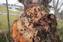 Baumkontrolle statt Schneer&auml;umen am Mittwoch,  5. M&auml;rz 2014