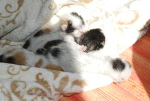 Vier Katzenkinder aus Feuer geborgen am Dienstag, 17. Juni 2014