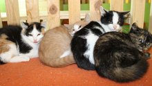 Ganzes Rudel von Streunerkatzen st&ouml;rte die Nachtruhe: Assisi-Hof nahm sie auf am Montag, 20. Oktober 2014