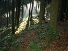 Sonnenaufgang im Hochwald am Mittwoch, 19. November 2014