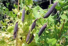 Alte Sorten erhalten &ndash; Saatgut tauschen &ndash; Vortrag lauschen am Freitag, 16. Januar 2015