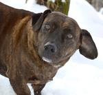 M&auml;nner lie&szlig;en Hund vor Kino fast erfrieren am Mittwoch,  4. Februar 2015, Copyright siehe www.meinbezirk.at