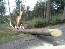 Sturmeinsatz am Dienstag, 31. M&auml;rz 2015