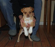 Junger Mischlingsr&uuml;de zugelaufen am Freitag, 10. April 2015