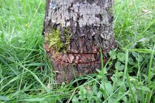 Botanischer Garten: 8 B&auml;ume fallen Vandalen zum Opfer am Freitag, 19. Juni 2015