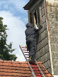 Wespeneinsatz am Donnerstag, 16. August 2018