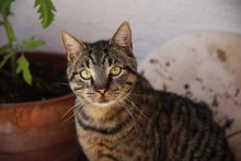 Tier&auml;rztin nimmt Kater Billy bei sich auf am Mittwoch,  8. Juli 2020, Copyright siehe www.meinbezirk.at