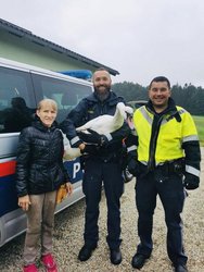 Polizisten retten Schwan von Autobahn am Freitag, 14. August 2020, Copyright siehe www.meinbezirk.at