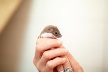 Kleinstes Raubtier der Welt in Frankenburg am Donnerstag, 10. September 2020, Copyright siehe www.meinbezirk.at