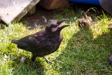 Charly macht einfach weiter am Freitag, 13. November 2020, Copyright siehe www.meinbezirk.at