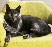 Blinder Passagier Tramper endlich angekommen am Donnerstag, 19. November 2020, Copyright siehe www.meinbezirk.at