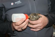 Assisi-Hof bietet Zuflucht f&uuml;r Wildtiere in Not am Montag, 10. Mai 2021, Copyright siehe www.meinbezirk.at