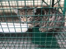 Verein hat ein Herz f&uuml;r Tiere am Dienstag,  8. Juni 2021, Copyright siehe www.meinbezirk.at