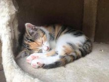 Tag der offenen T&uuml;r in Frankenburger Tierheim am Dienstag, 28. September 2021, Copyright siehe www.meinbezirk.at