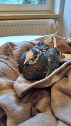 &bdquo;Frau Trapattoni&ldquo; wird in Frankenburg gesund gepflegt am Freitag,  9. Dezember 2022, Copyright siehe www.meinbezirk.at