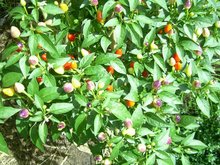 Siedlerverein l&auml;dt zum Saatguttausch am Donnerstag,  5. Januar 2023, Copyright siehe www.meinbezirk.at