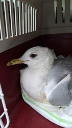 Tierschutzverein rettete schwer verletzte M&ouml;we am Mittwoch,  1. Februar 2023, Copyright siehe www.meinbezirk.at