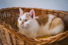 Neues Zuhause f&uuml;r Frankenburger Kater Gustav am Montag, 20. Februar 2023, Copyright siehe www.meinbezirk.at