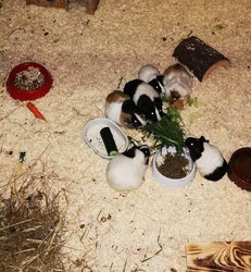 Polizei konfisziert 20 Meerschweinchen am Mittwoch, 26. April 2023, Copyright siehe www.meinbezirk.at