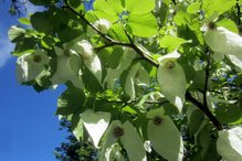 Einladung zum gemeinsamen G&auml;rtnern am Mittwoch, 17. Mai 2023, Copyright siehe www.meinbezirk.at