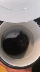 K&auml;tzchen mit Milchkanne gerettet am Montag, 19. Juni 2023, Copyright siehe www.meinbezirk.at