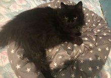 Gespr&auml;chiger Kater Petzi sucht ein ruhiges Zuhause am Montag, 10. Juli 2023, Copyright siehe www.meinbezirk.at