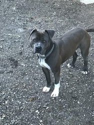 R&uuml;de Thyson sucht Zuhause mit eingez&auml;untem Garten am Montag, 24. Juli 2023, Copyright siehe www.meinbezirk.at