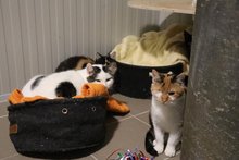 Tierheim Frankenburg verh&auml;ngt Aufnahmestopp am Mittwoch, 26. Juli 2023, Copyright siehe www.meinbezirk.at