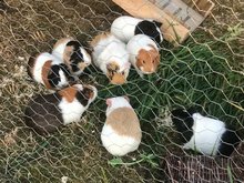 20 gerettete Meerschweinchen suchen ein Zuhause am Montag,  7. August 2023, Copyright siehe www.meinbezirk.at