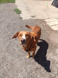 Ronny sucht nach Misshandlungen ein liebevolles Zuhause am Donnerstag, 17. August 2023, Copyright siehe www.meinbezirk.at