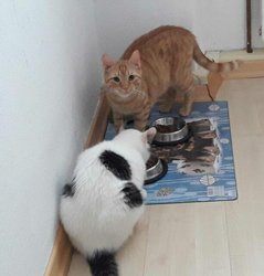 Happy End f&uuml;r die Kater-Kumpels Anton & Bengi am Freitag, 18. August 2023, Copyright siehe www.meinbezirk.at