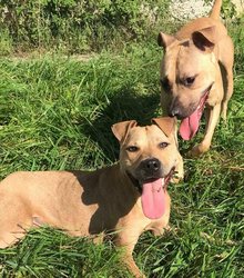 Tierheim m&ouml;chte Anwohnern &Auml;ngste nehmen am Mittwoch,  4. Oktober 2023, Copyright siehe www.meinbezirk.at