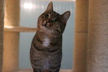 Schmusetiger Gismo liebt Freigang und Artgenossen am Donnerstag, 11. Januar 2024, Copyright siehe www.meinbezirk.at