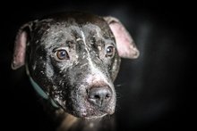 Stafford-Mischlinge suchen erfahrene Hundemenschen am Freitag, 12. Januar 2024, Copyright siehe www.meinbezirk.at