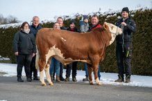 Stier mit Hornlos-Gen erreichte H&ouml;chstwert bei Versteigerung am Dienstag,  6. Februar 2024, Copyright siehe www.meinbezirk.at