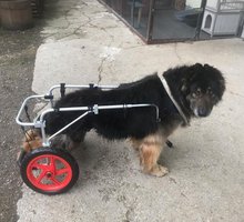 F&uuml;nf Monate Haft f&uuml;r Tierqu&auml;ler am Freitag, 16. Februar 2024, Copyright siehe www.meinbezirk.at