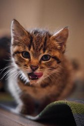 Tierheim Tierseelenhoffnung braucht mehr Platz am Freitag, 21. Juni 2024, Copyright siehe www.meinbezirk.at